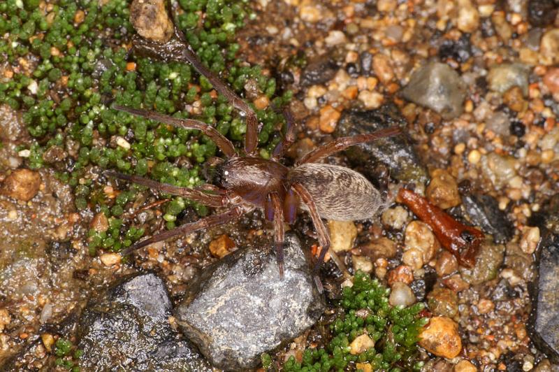 Clubiona_lutescens_D4878_Z_90_Les Gris_Frankrijk.jpg